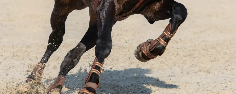 jumping boots for horses