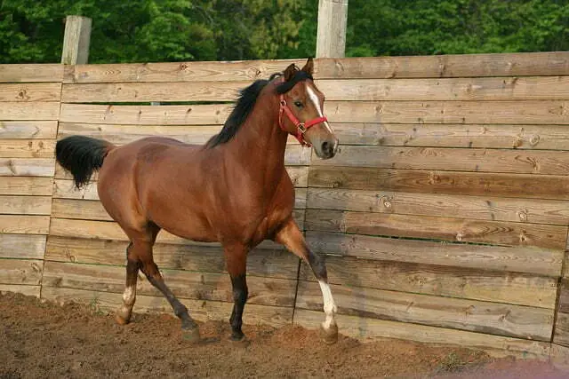 Arabian Horse for trail riding