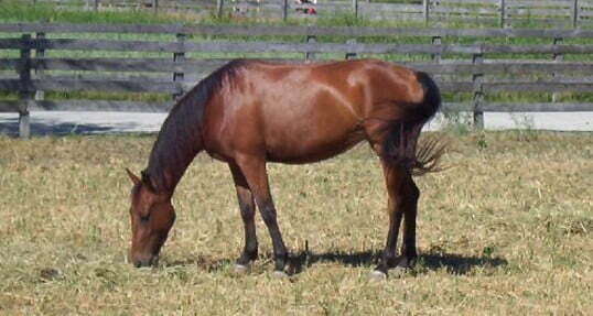 Morgan Horse breeds for beginners