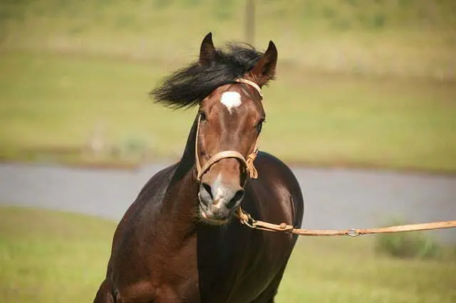 Tennessee Walker best horse breed for mounting riding
