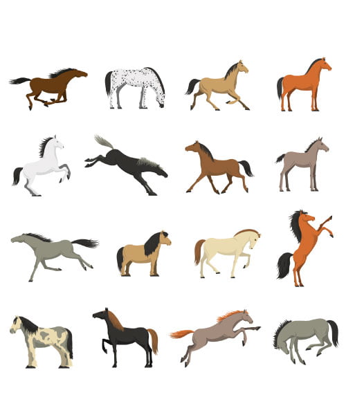 Different types of horse breeds
