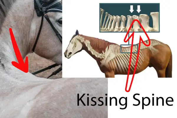horse kissing spine picture
