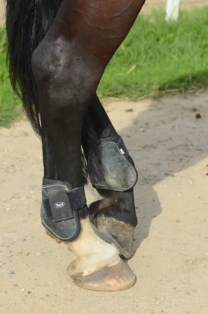 horse boots