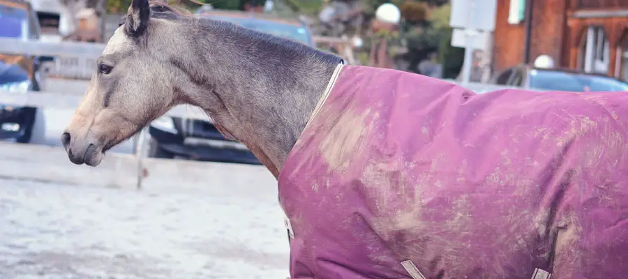 Best Waterproofing Spray For Horse Blankets