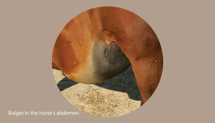 bulges in the horse's abdomen