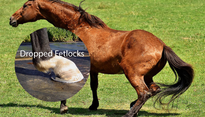 Dropped Fetlocks horse