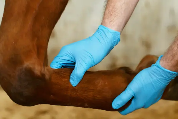 horses osteoarthritis