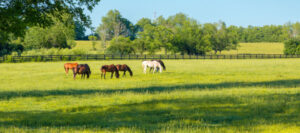How To Get Rid Of Fire Ants In Horse Pasture
