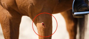 How To Get Rid Of Summer Sores On Horses