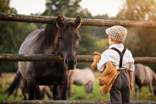 trust and respect between you and the horse