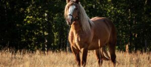 Can You Ride Draft Horses