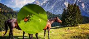 How To Get Rid Of Ticks In Horse Pasture