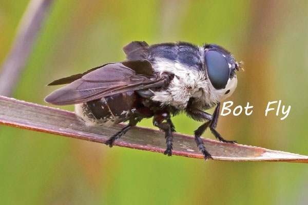 bot fly