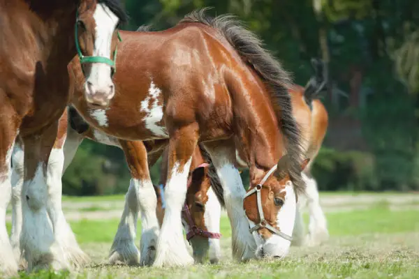 Can You Ride a Clydesdale