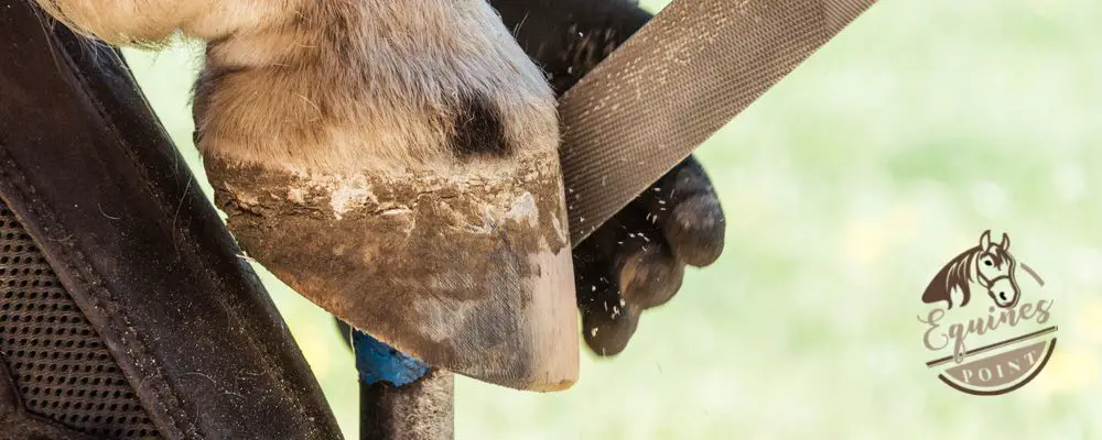 How Often Do Horses Need Their Hooves Trimmed