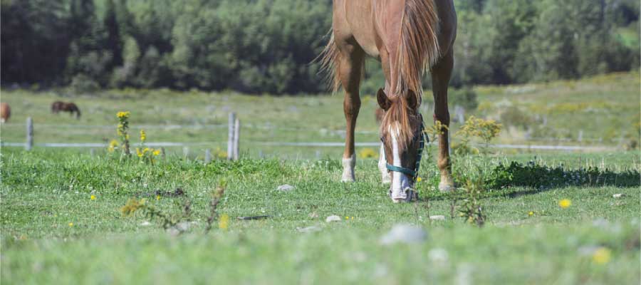 How To Get Rid Of Weeds In Horse Pasture