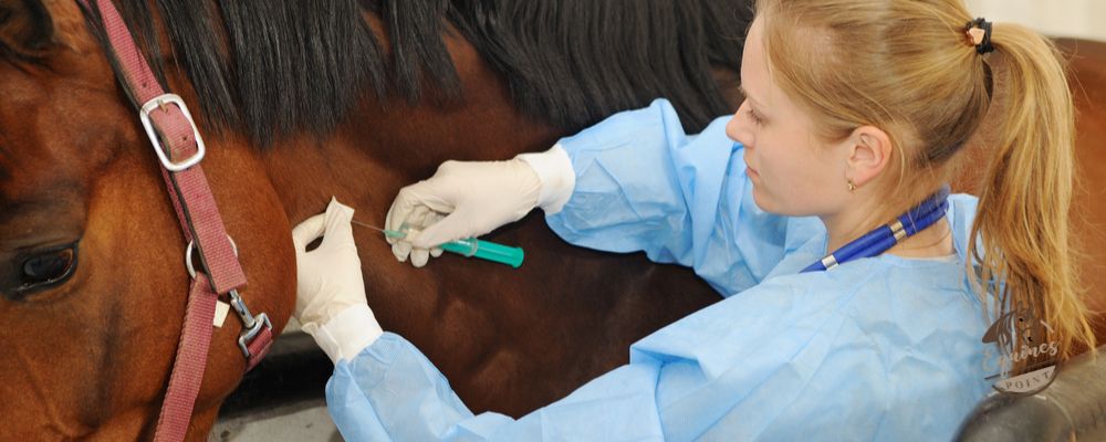 How To Tell If Your Horse Needs Hock Injections