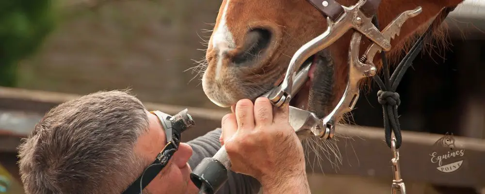 Why Do Horses Need Their Teeth Floated