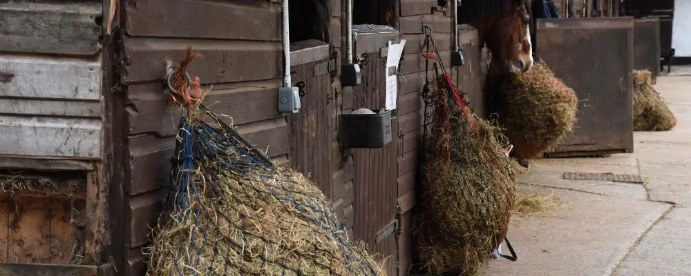 Are Hay Nets Bad For Horses Teeth
