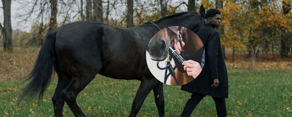 Do Black Horses Need Extra Copper