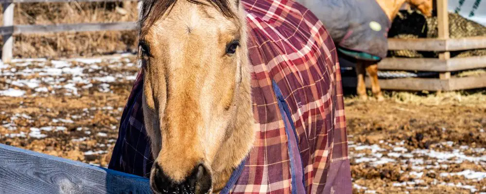 Do Horses Need Blankets
