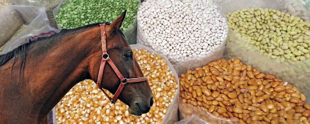 Do Horses Need Grain