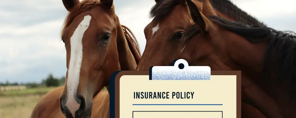 Do I Need Horse Insurance