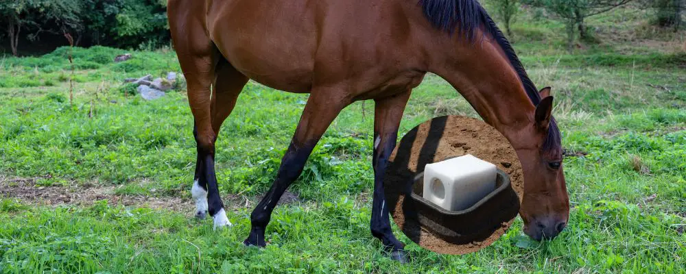 What Minerals Do Horses Need