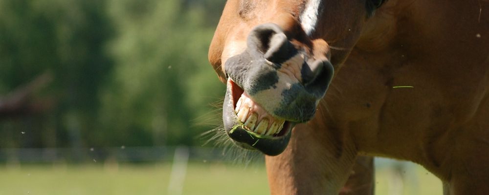 When Do Horses Lose Their Teeth