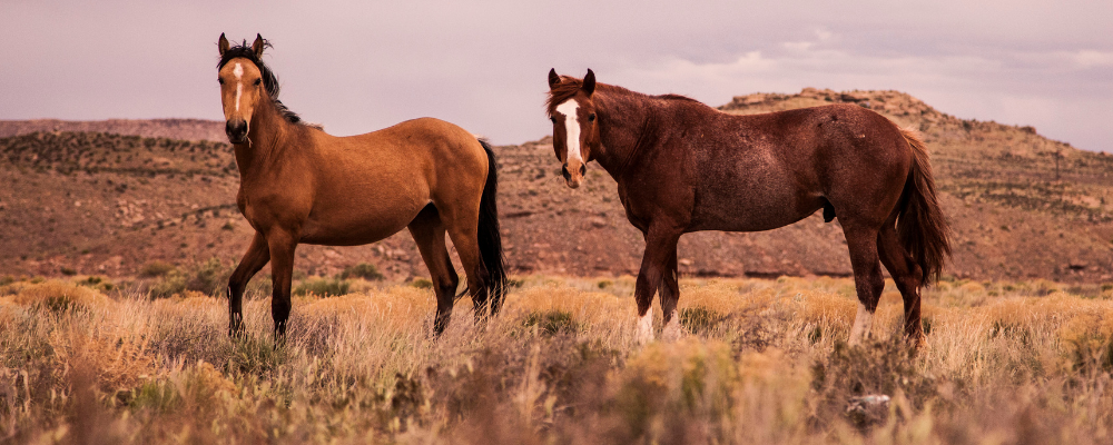5 Fascinating Facts About Wild Horses