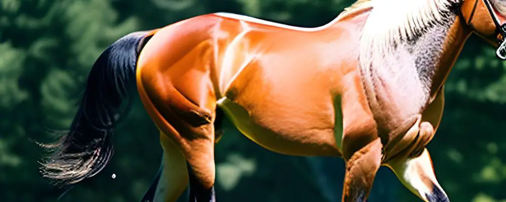 Can Ulcers Cause Back Pain In Horses