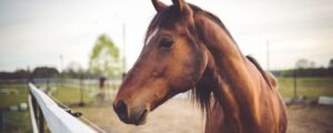Does Horse Dewormer Cause Sterilization