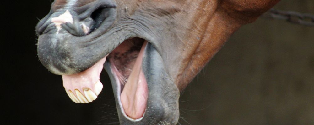 How Do You Take Care Of A Horse’S Teeth