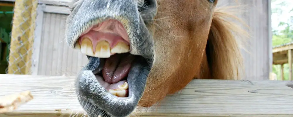 Symptoms Of Bad Teeth In Horses