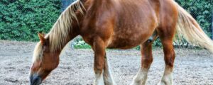 What Causes Gas Colic In Horses