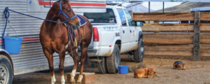 Ultimate Guide to Horse Transport